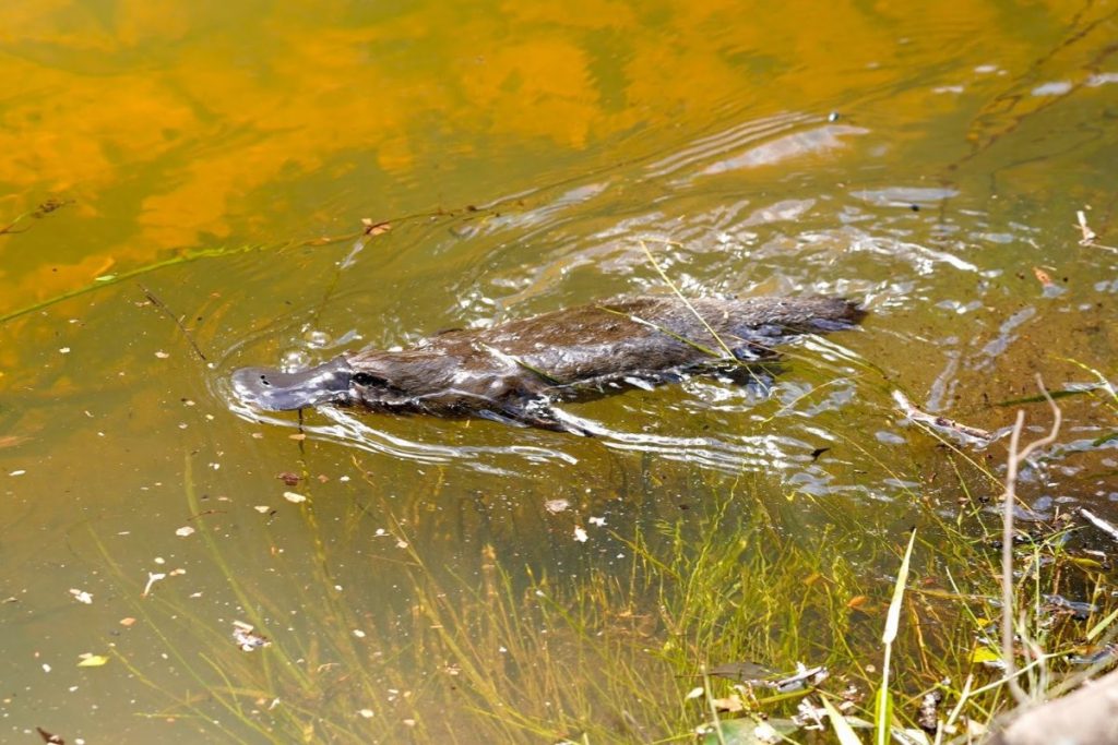 Platypus habitat restoration along Mulgoa Creek in Western Sydney